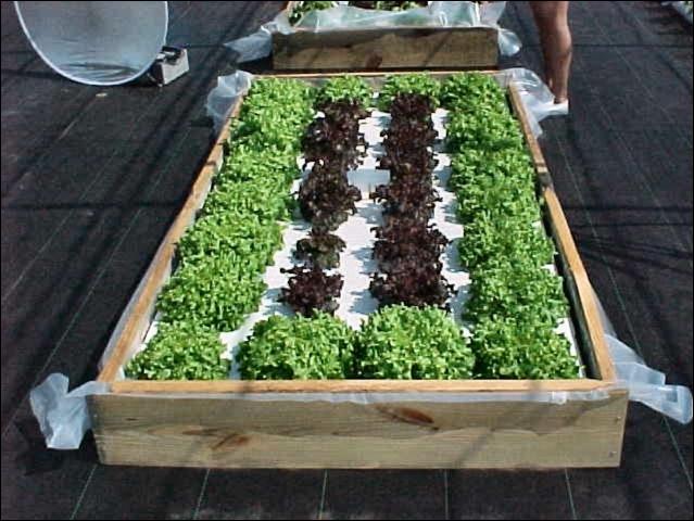Hydroponics is the Best Method to Grow a Large and Delicious ...